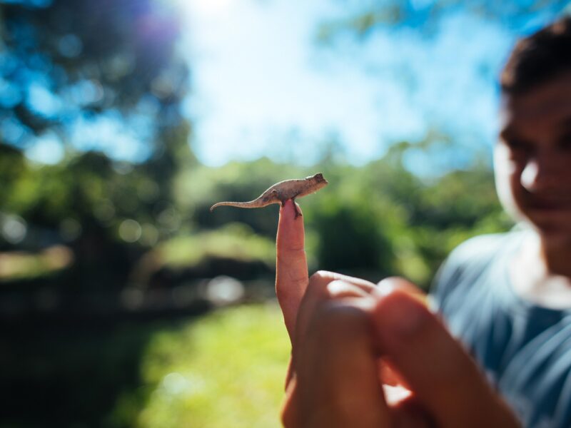 tiny lizard on finger