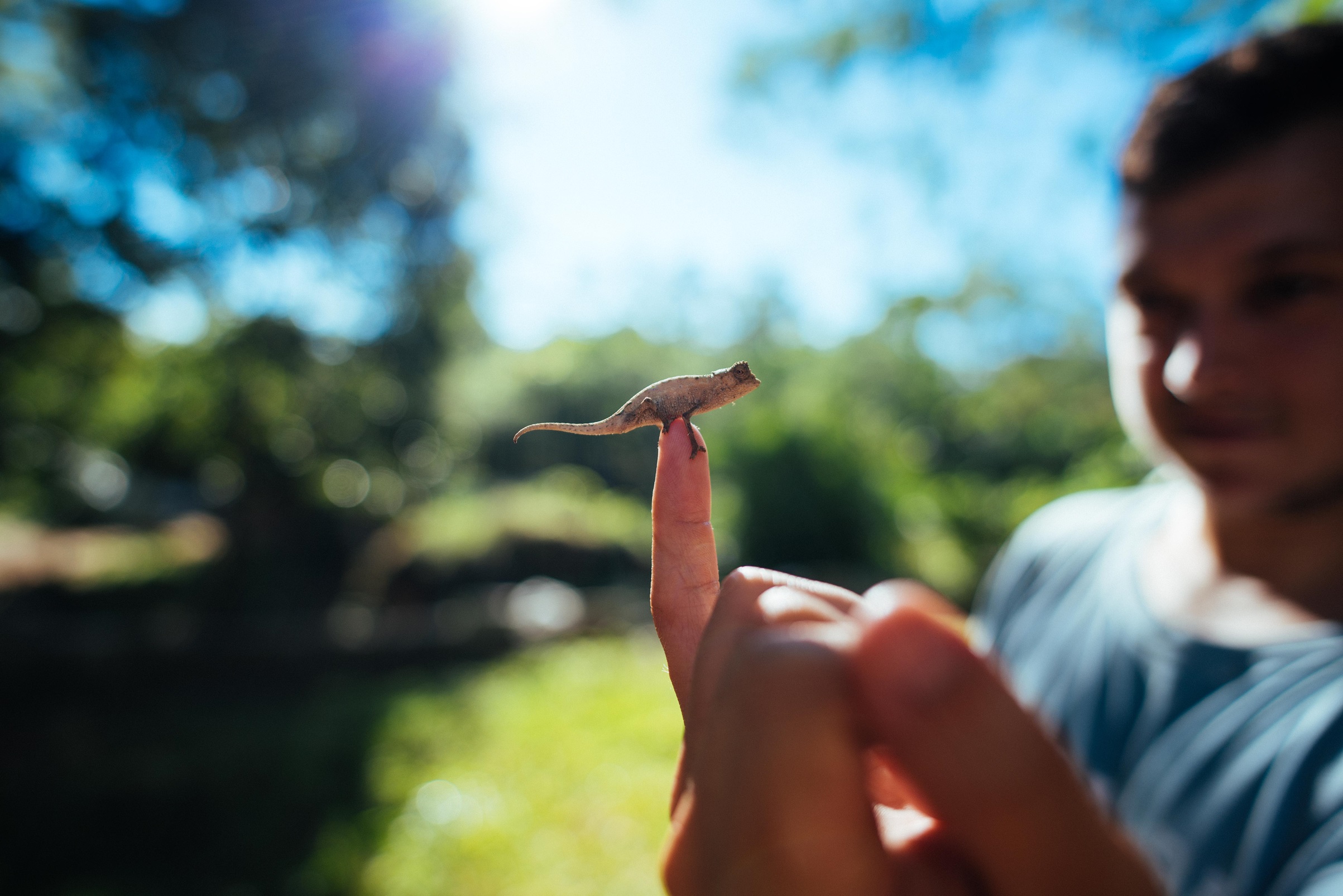 tiny lizard on finger