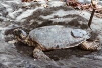 turtle in sand