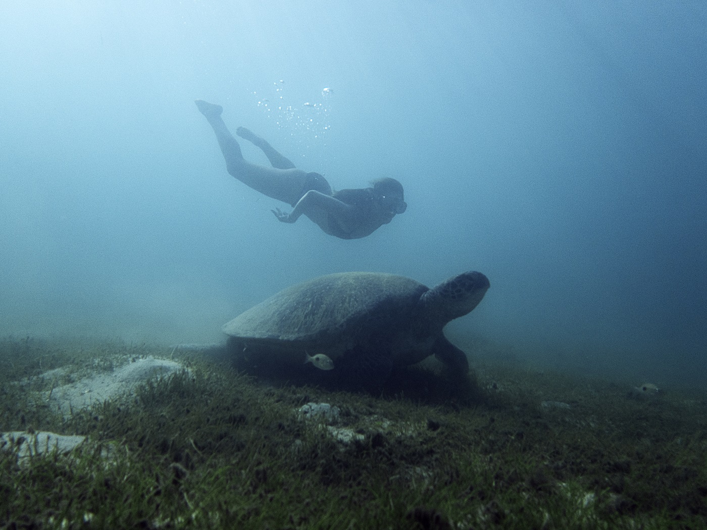 diving with turtle