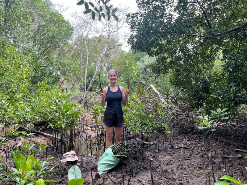 mangrove project philippines