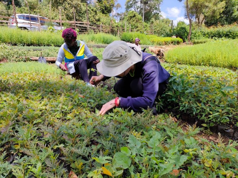 planting in kenya