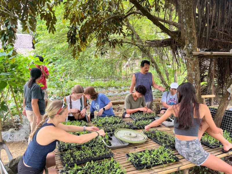 sorting seedlings