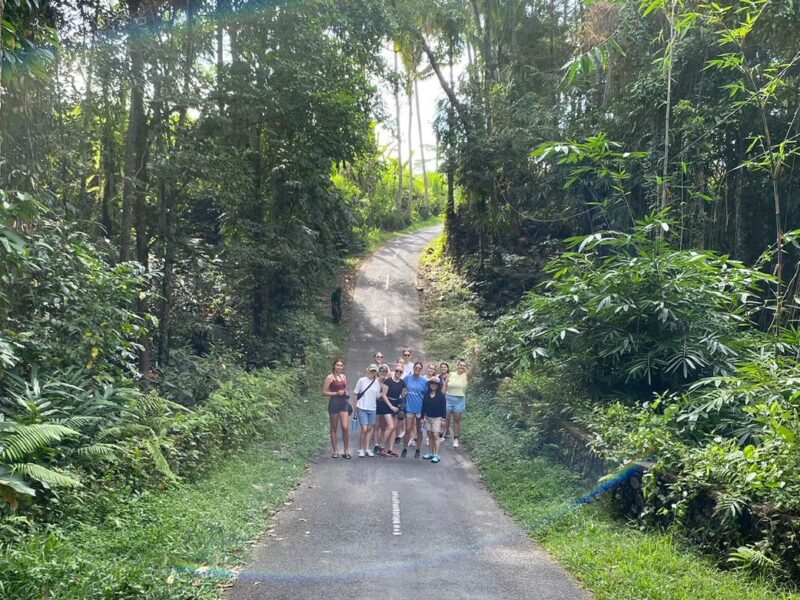 vollies in rainforest