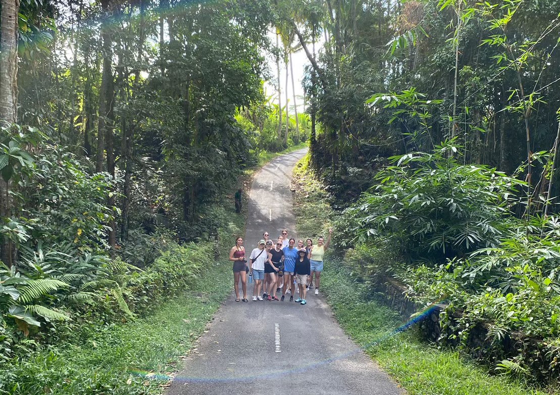 vollies in rainforest