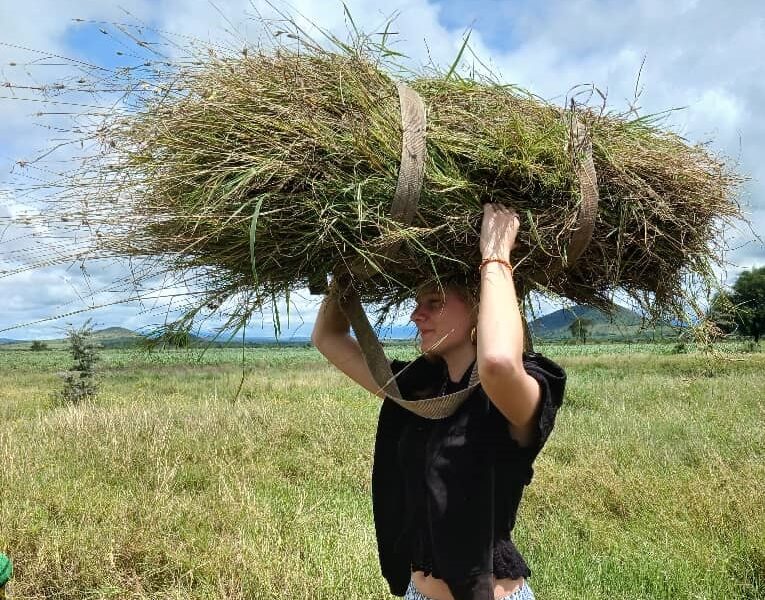 carrying hay