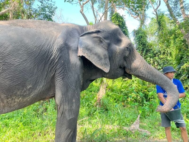 elephant koh smaui