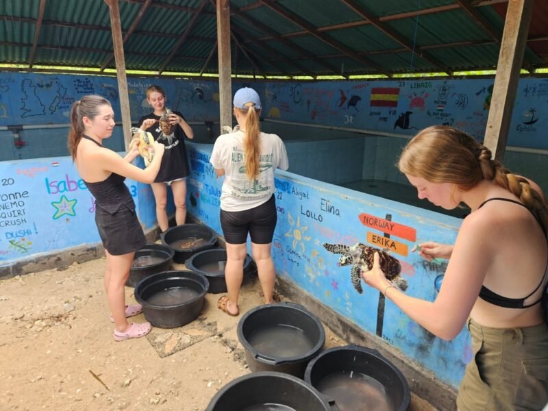 cleaning turtles Bali