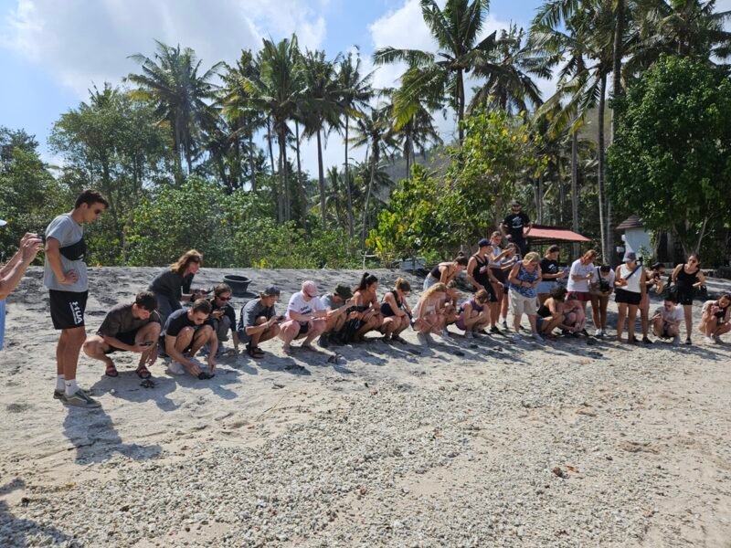 turtle release