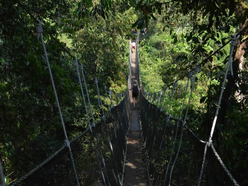 rainforest bridge