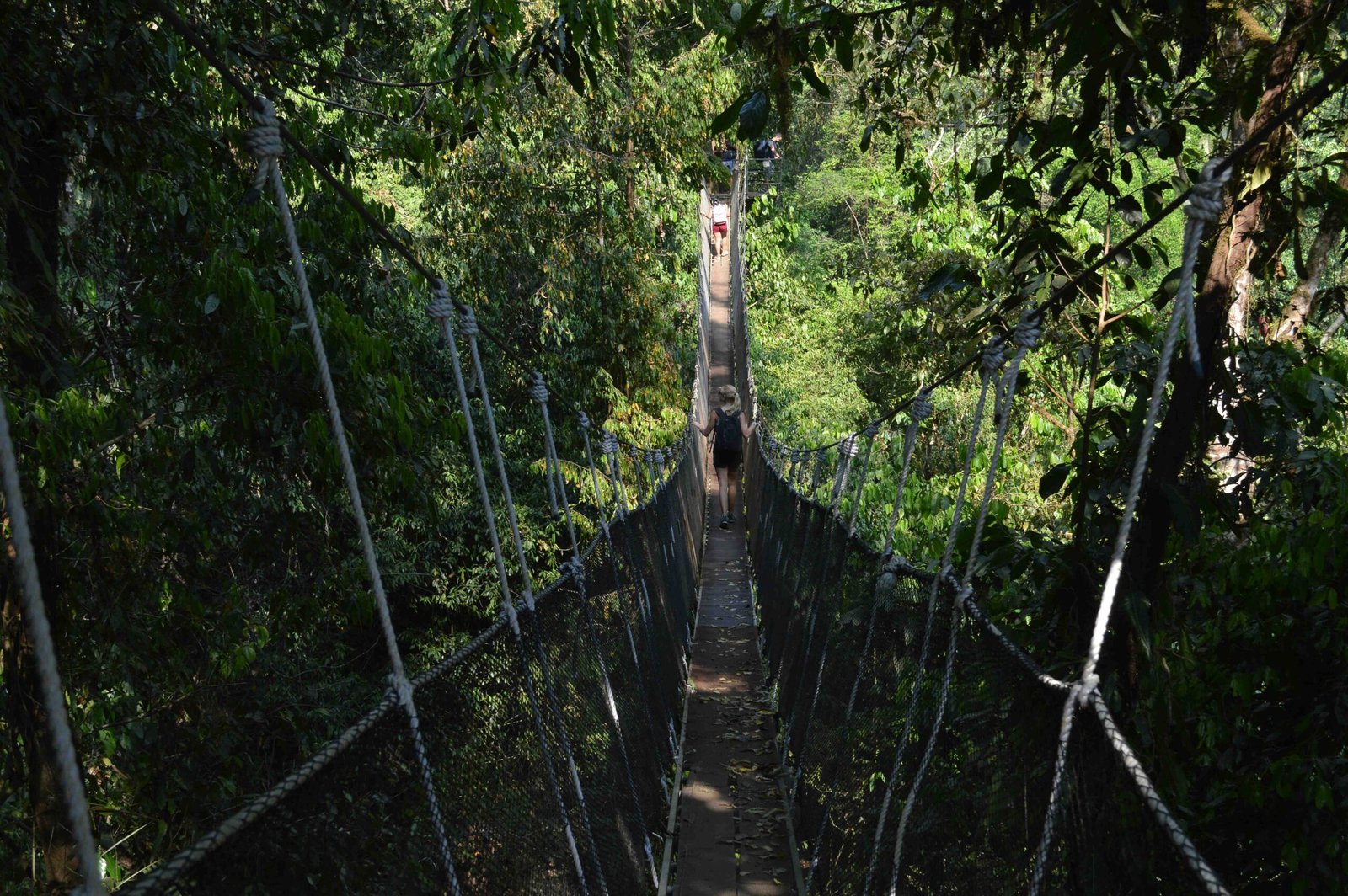 rainforest bridge