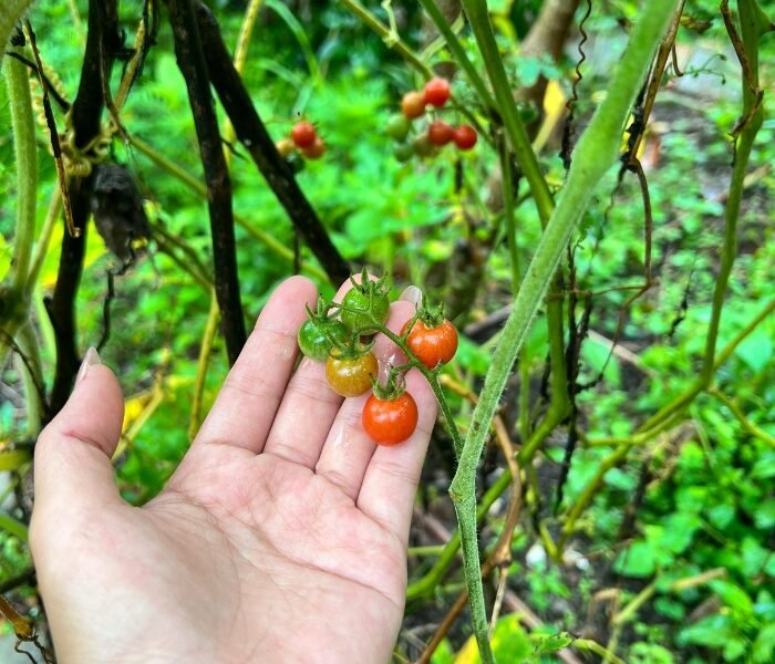 tomatoes growing