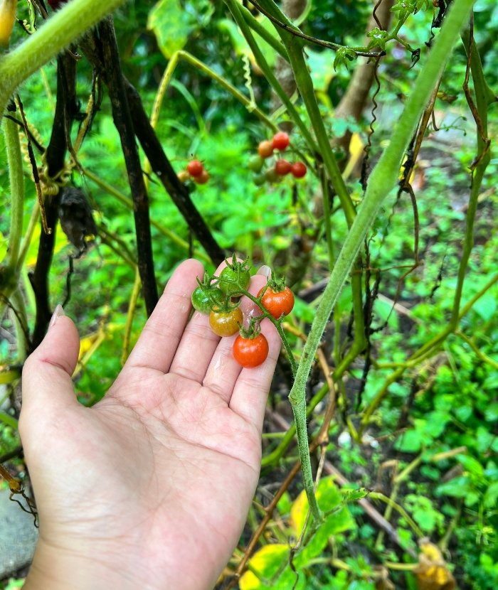 tomatoes growing