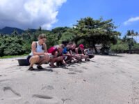 releasing baby turtles