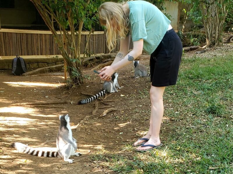 volunteer with lemurs