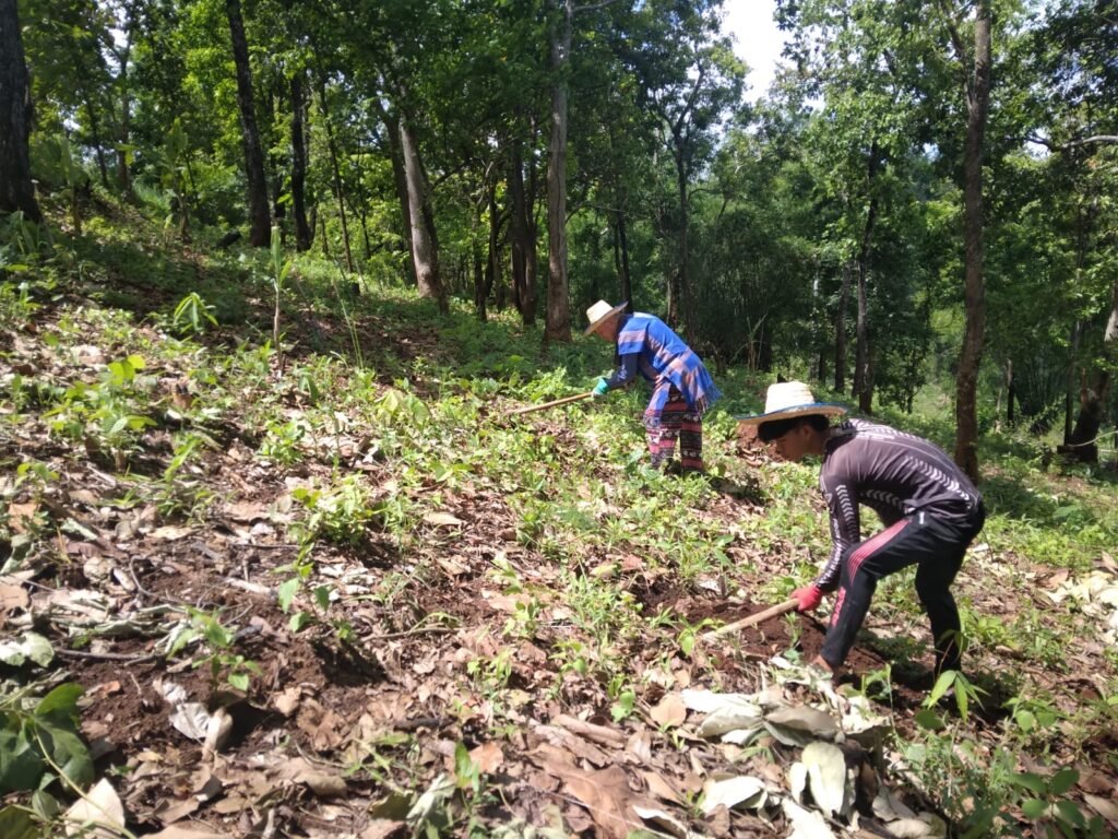 chopping for elephant food