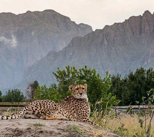 Cheetah