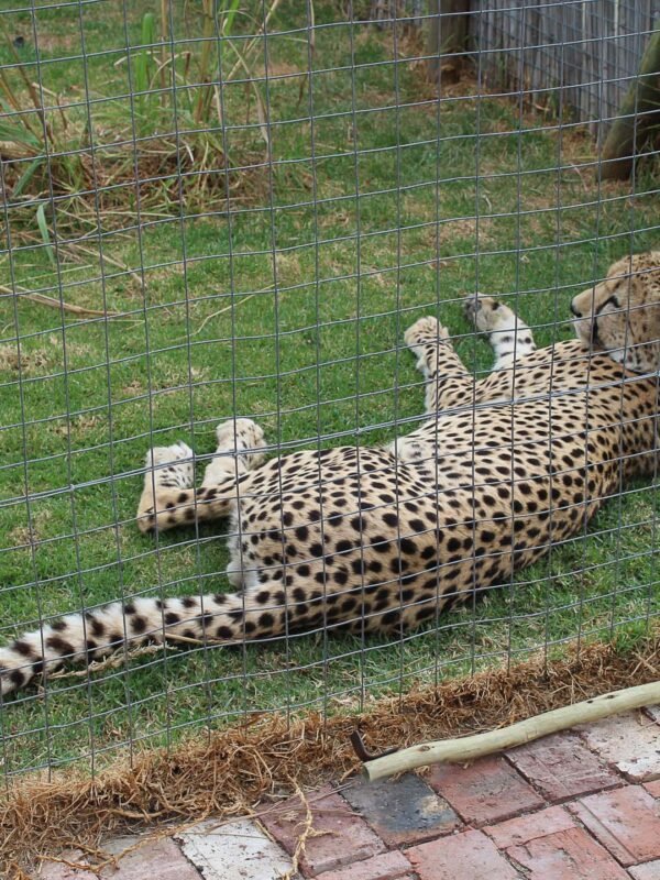 _Cheetah relaxing