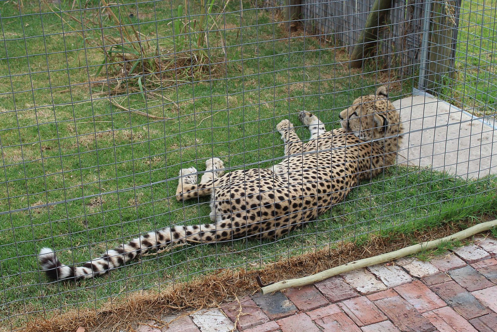 _Cheetah relaxing