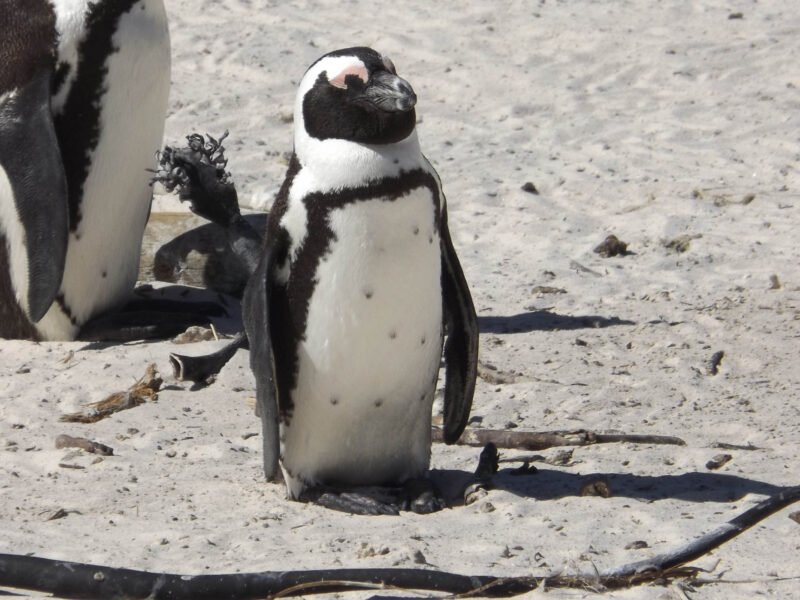 penquin South africa