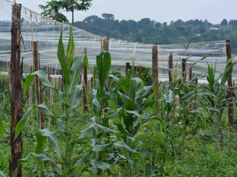 _Corn field