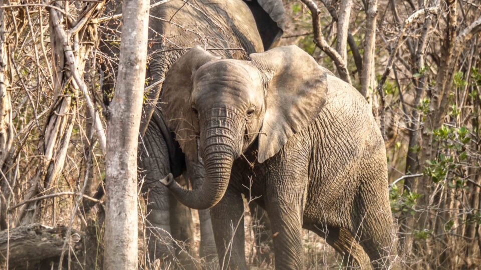 Liwonde National Park - Baby elephant