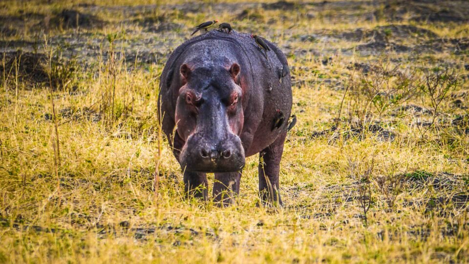 Liwonde National Park - Hippopotamus