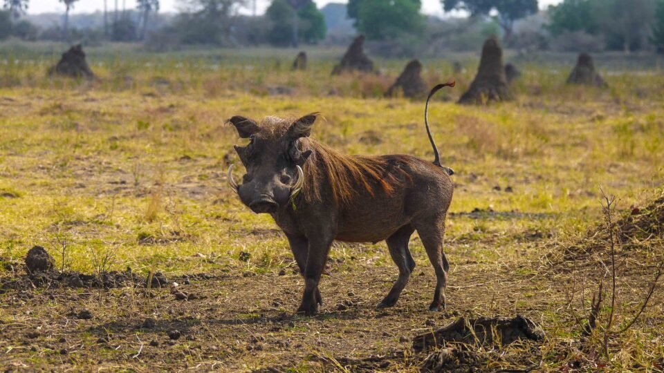 _Liwonde National Park - Warthog