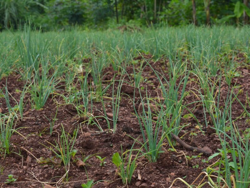 Onions growing