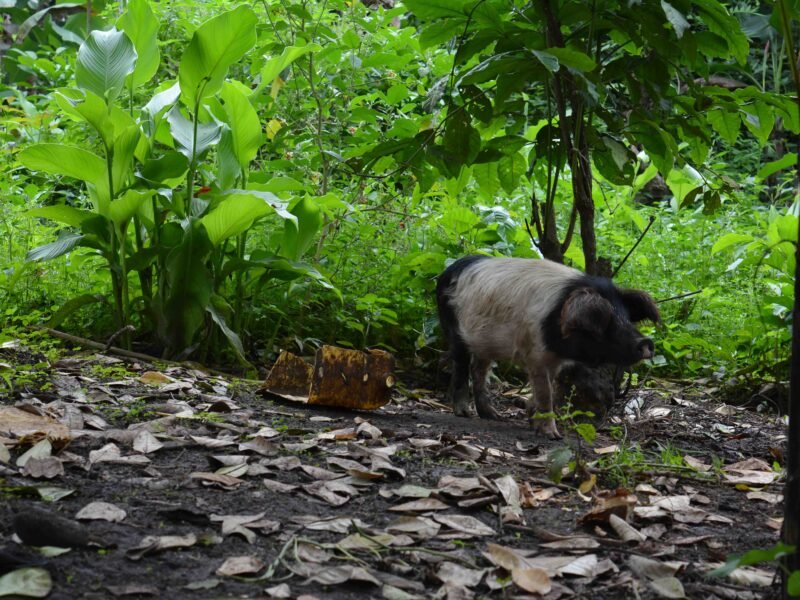pig on farm