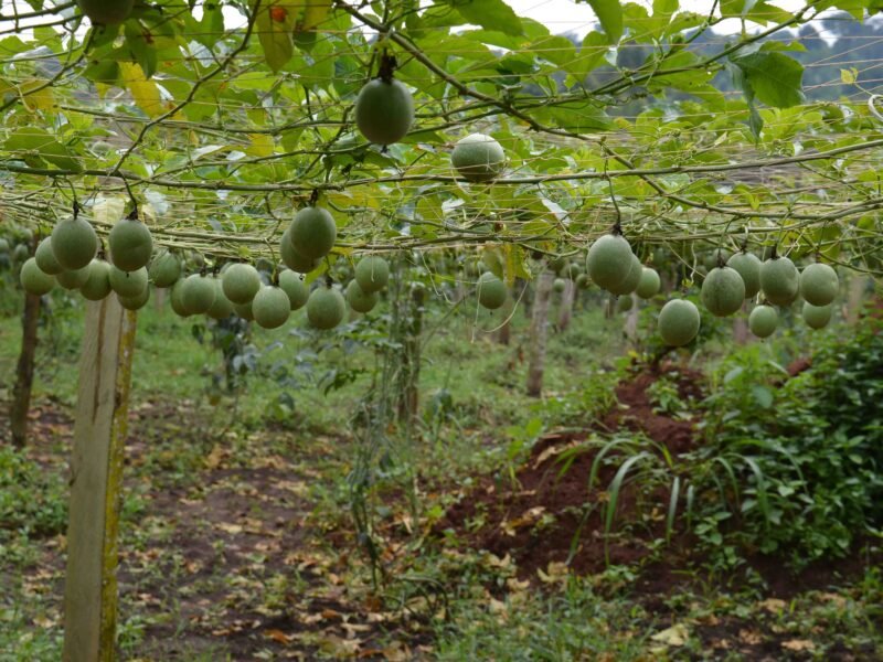 Sustainable farming uganda