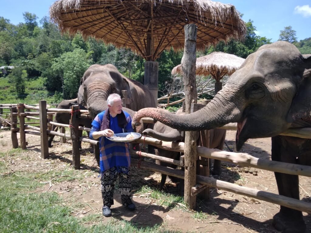feeding elephant