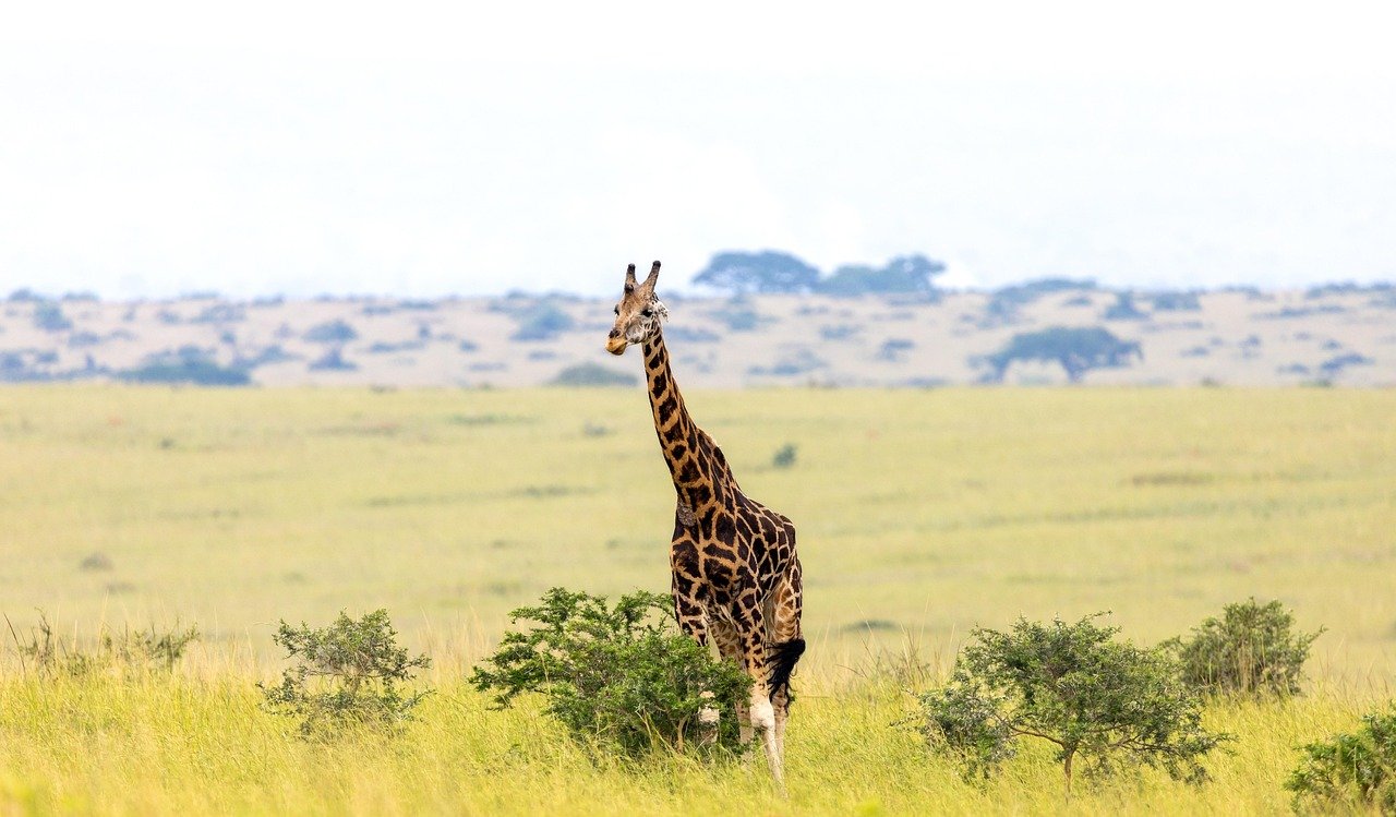 giraffe