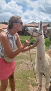 llama