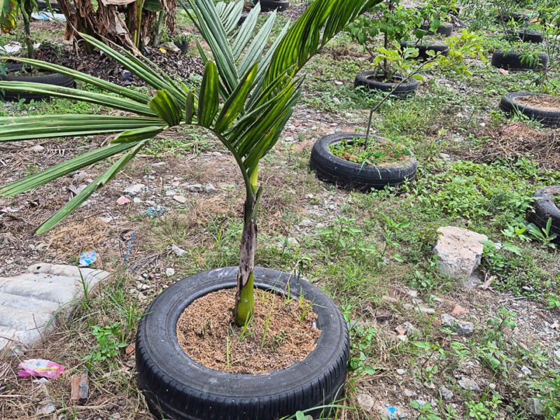 Compost Project