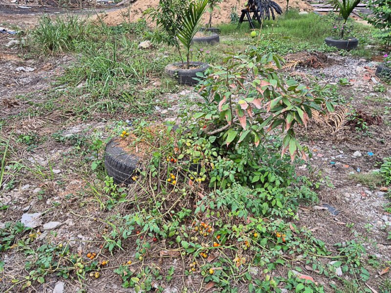 Compost Project