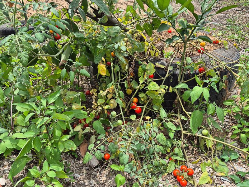 Compost Project