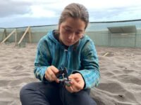 _Measuring baby turtles