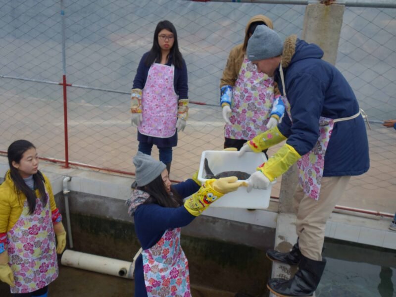 Participants taking out turtles from their homes to clean the area