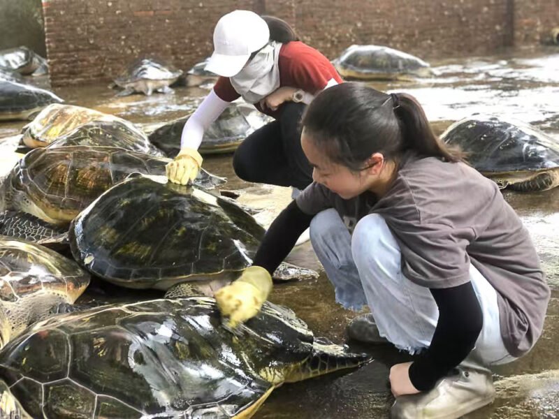 Turtle back brushing