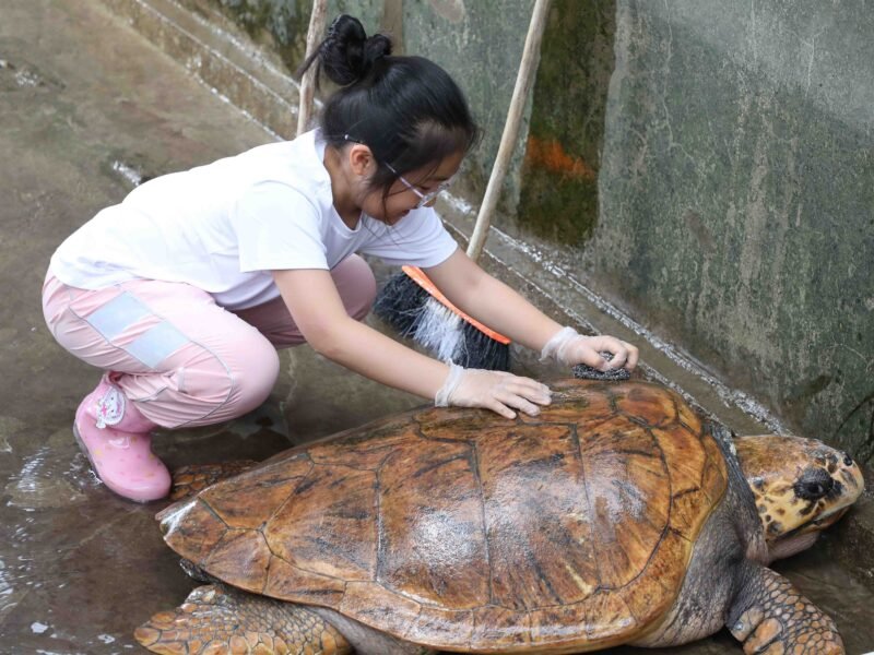 Turtle back brushing