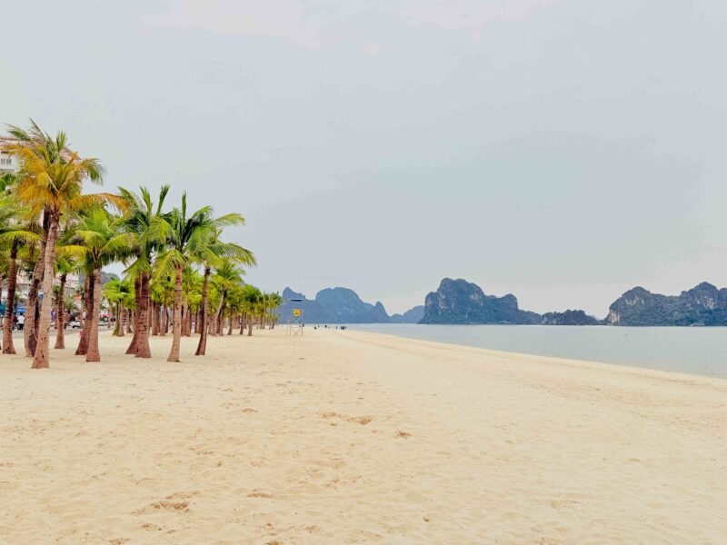 palm tree beach