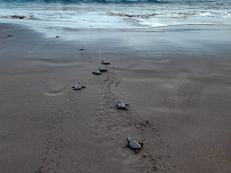releasing baby turtles back to the ocean