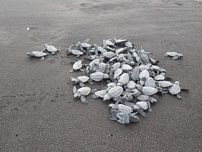releasing baby turtles back to the ocean