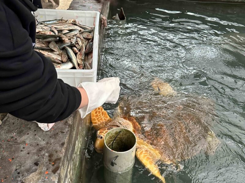 turtle feeding
