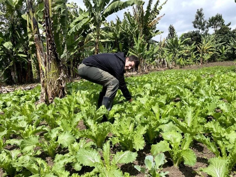 Arusha agriculture