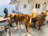 dog Rehabilitation Darjeeling
