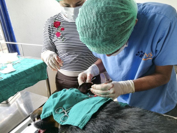 dog surgery