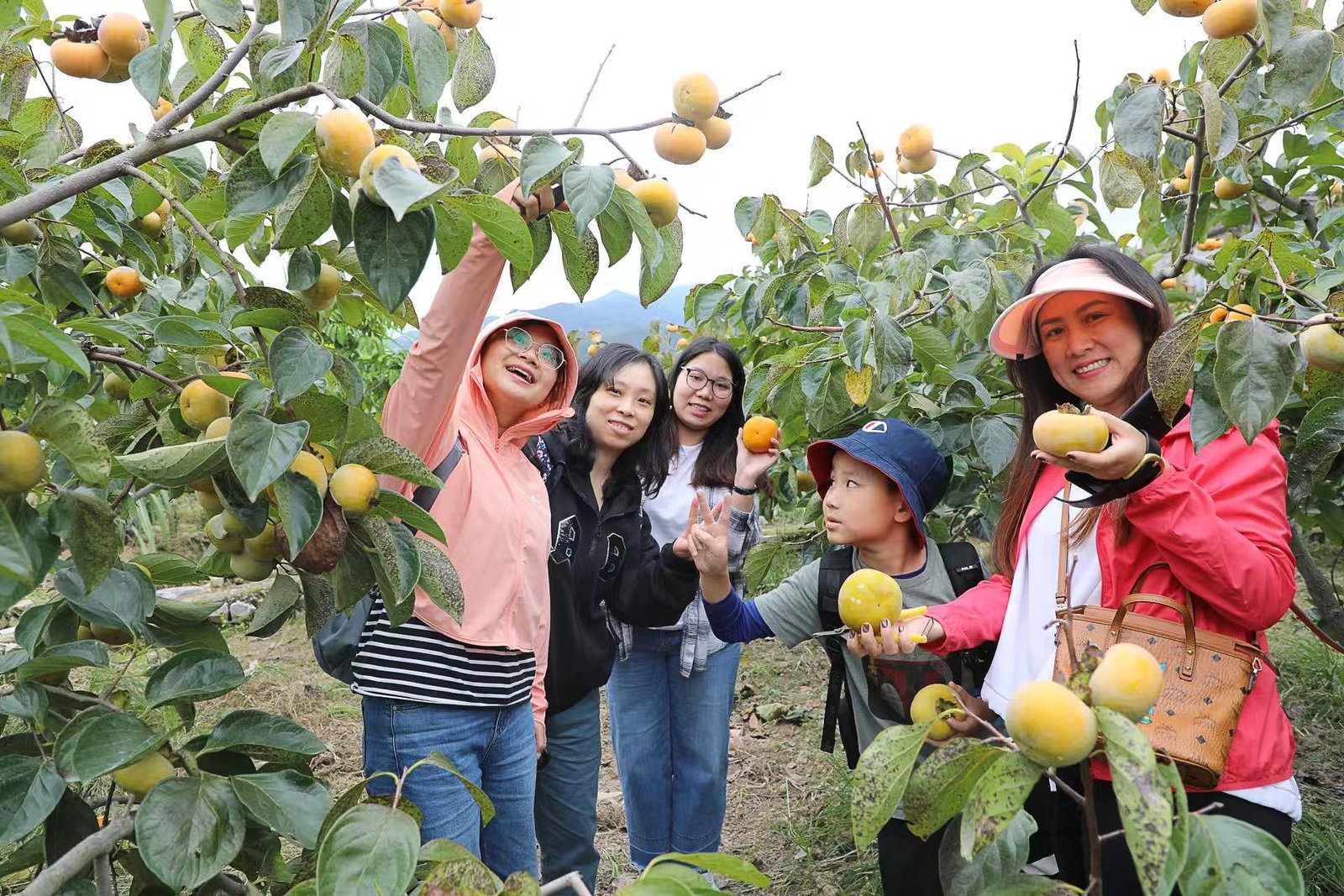 persimmon picking