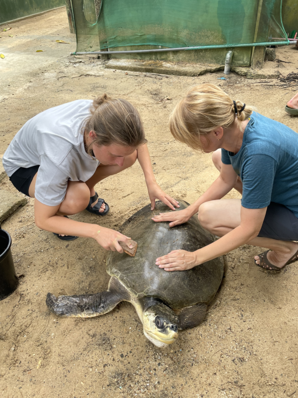 cleaning turtles